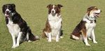 The Border Collie: Versatility and Variety