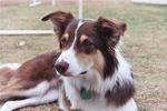 The Border Collie: Versatility and Variety