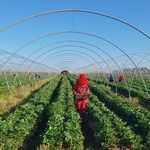 Blockchain in Morocco - Blockchain for social compliance in the Moroccan strawberry supply chain
