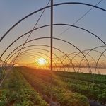 Blockchain in Morocco - Blockchain for social compliance in the Moroccan strawberry supply chain