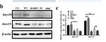 Recombinant Oil-Body-Expressed Oleosin-hFGF5 in Arabidopsis thaliana Regulates Hair Growth - MDPI