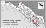 Northern Flying Squirrel - (Glaucomys sabrinus)