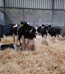 MONTHLY NEWS - Animal Health Ireland