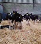 MONTHLY NEWS - Animal Health Ireland