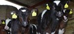 MONTHLY NEWS - Animal Health Ireland