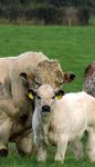 MONTHLY NEWS - Animal Health Ireland