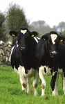 MONTHLY NEWS - Animal Health Ireland