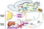 Updates in the Medical Management of Obesity