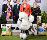 2021 canine Information Guide - Ekka