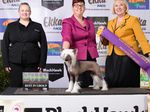 2021 canine Information Guide - Ekka