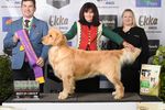 2021 canine Information Guide - Ekka