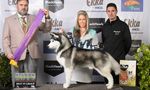 2021 canine Information Guide - Ekka