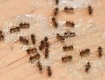 ANT CONTROL MARKET 2021 State of the - INSIDE - NET
