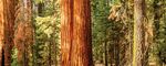 LAND OF THE GIANTS - DELUXE MOTORCOACH TRAVEL EXPERIENCES FROM SAN DIEGO - SEQUOIA & KINGS CANYON NATIONAL PARKS SEPTEMBER 27 -30, 2020 4-DAY ...