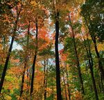 MINING IN ONTARIO AND TORONTO'S GLOBAL REACH 2021