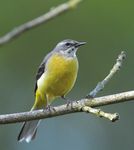 Countryside Bird Survey Report - NPWS