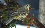 Countryside Bird Survey Report - NPWS