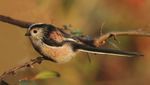 Countryside Bird Survey Report - NPWS