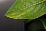 Begonia and Vinca Sensitivity to Paclobutrazol Drenches - e-GRO