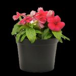 Begonia and Vinca Sensitivity to Paclobutrazol Drenches - e-GRO