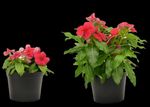 Begonia and Vinca Sensitivity to Paclobutrazol Drenches - e-GRO