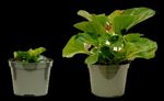 Begonia and Vinca Sensitivity to Paclobutrazol Drenches - e-GRO