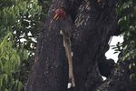 Better protection sought for Thailand's helmeted hornbill