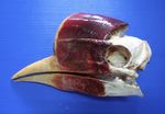 Better protection sought for Thailand's helmeted hornbill