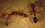 Managing Household Ant Pests - IPM Experience House
