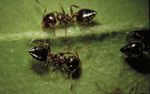 Managing Household Ant Pests - IPM Experience House