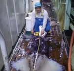 9th MEETING OF THE SCIENTIFIC COMMITTEE SC9-SQ04 - Squid On Board Monitoring Results - South ...