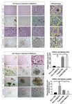 A Fast and Efficient Approach to Obtaining High-Purity Glioma Stem Cell Culture