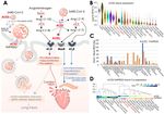 SARS-COV-2, ACE2, AND HYDROXYCHLOROQUINE: CARDIOVASCULAR COMPLICATIONS, THERAPEUTICS, AND CLINICAL READOUTS IN THE CURRENT SETTINGS - MDPI