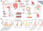 SARS-COV-2, ACE2, AND HYDROXYCHLOROQUINE: CARDIOVASCULAR COMPLICATIONS, THERAPEUTICS, AND CLINICAL READOUTS IN THE CURRENT SETTINGS - MDPI