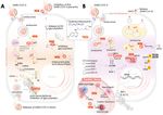 SARS-COV-2, ACE2, AND HYDROXYCHLOROQUINE: CARDIOVASCULAR COMPLICATIONS, THERAPEUTICS, AND CLINICAL READOUTS IN THE CURRENT SETTINGS - MDPI
