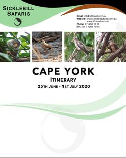 CAPE YORK - SICKLEBILL SAFARIS