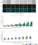 ELONGATION AT MIDCELL IN PREPARATION OF CELL DIVISION REQUIRES FTSZ, BUT NOT MREB NOR PBP2 IN CAULOBACTER CRESCENTUS
