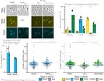 ELONGATION AT MIDCELL IN PREPARATION OF CELL DIVISION REQUIRES FTSZ, BUT NOT MREB NOR PBP2 IN CAULOBACTER CRESCENTUS