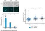 ELONGATION AT MIDCELL IN PREPARATION OF CELL DIVISION REQUIRES FTSZ, BUT NOT MREB NOR PBP2 IN CAULOBACTER CRESCENTUS