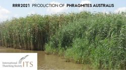 RRR2021 PRODUCTION OF PHRAGMITES AUSTRALIS