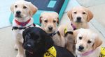 A New Era for the Breeding Program - Guide Dogs of America