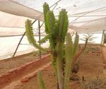 Documentation Of Succulents From Agriculture Farm Of Dehgam Area, Gujarat