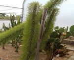 Documentation Of Succulents From Agriculture Farm Of Dehgam Area, Gujarat