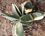 Documentation Of Succulents From Agriculture Farm Of Dehgam Area, Gujarat