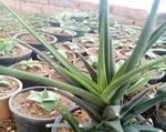Documentation Of Succulents From Agriculture Farm Of Dehgam Area, Gujarat