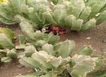 Documentation Of Succulents From Agriculture Farm Of Dehgam Area, Gujarat