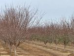 FEBRUARY 2021 FARM VISIT - Rominger Farms, Arbuckle