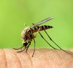 Dengue Fever, Chikungunya and the Zika Virus - Eurofins Biomnis