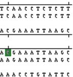 Nucleotide Sequencing and SNP Detection of Toll-Like Receptor-4 Gene in Murrah Buffalo (Bubalusbubalis) - bomonditruyengiong