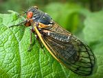 The Noisy, Visible and Secret Lives of Cicadas - Fairfax ...
